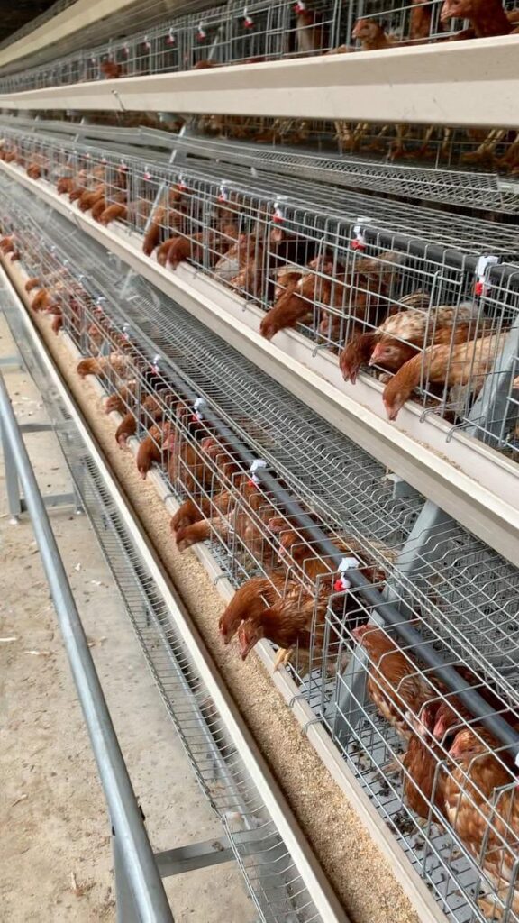 WhatsApp Image 2025-11-28 at 1.38.11 AM (1)