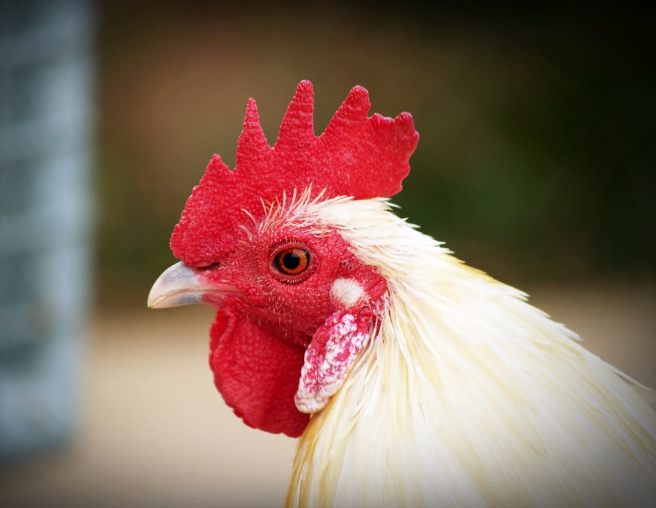 gallery-1 A close-up photo of a white rooster with a distinct red cockscomb, showing fine feather details.