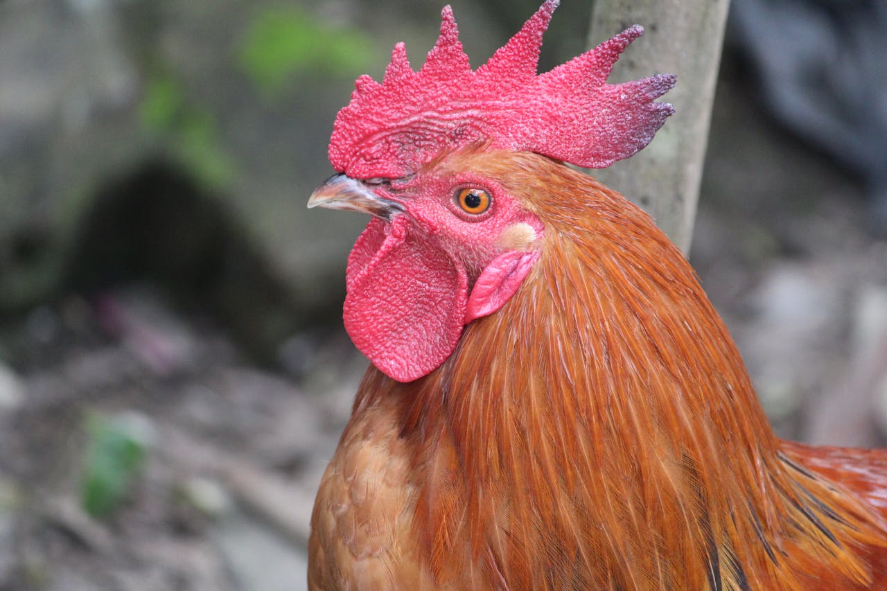Detailed close-up of a vibrant red rooster showcasing its plumage and comb.