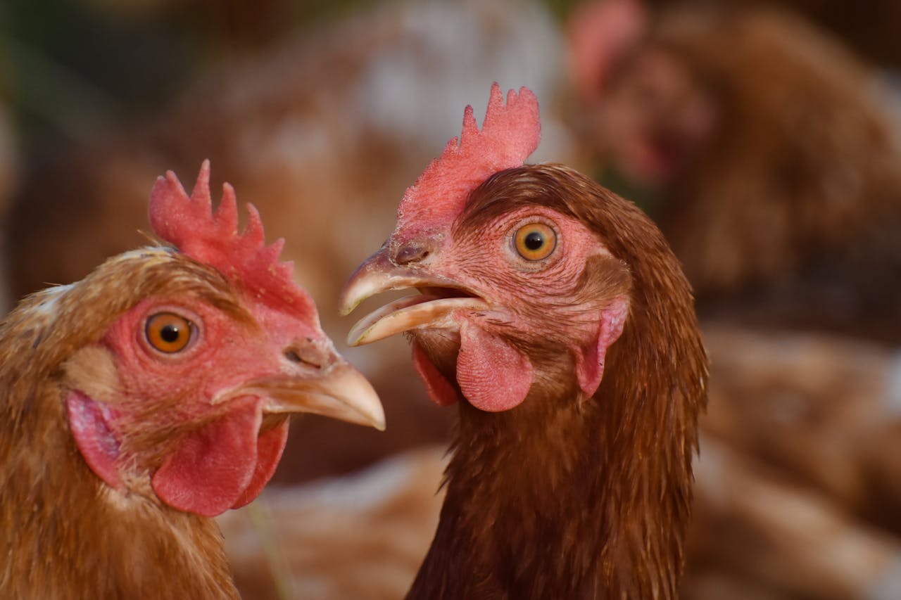 gallery-3 Detailed shot of brown chickens on a farm, highlighting their vivid features.